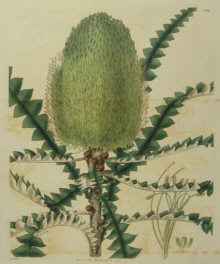 Australian Botanicals, Curtis